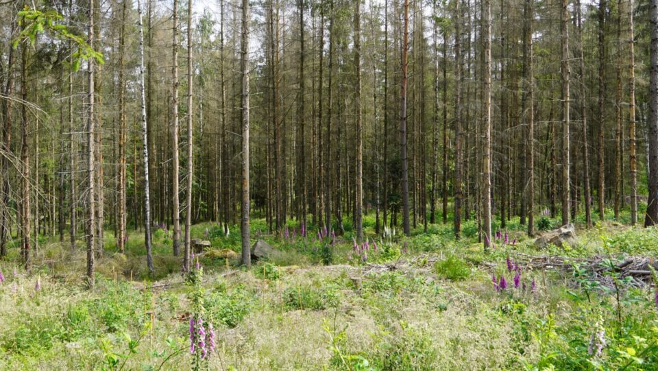 Abgestorbene Fichten, im Vordergrund Gras und Fingerhut